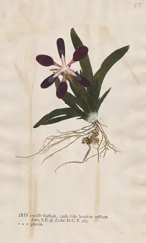 Iris corollis ... Pumila - Schwertlilien Lilie lily Blume flower Botanik botany botanical