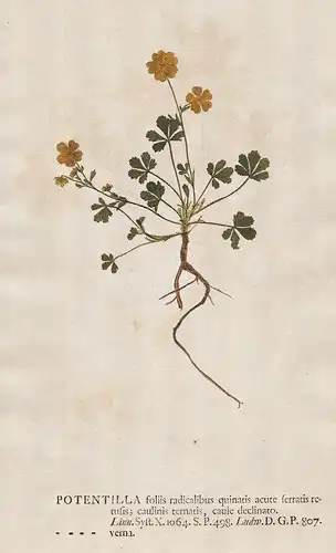 Potentilla foliis ... verna - Fingerkraut Fingerkräuter cinquefoils silverweeds Blume flower Botanik botany bo