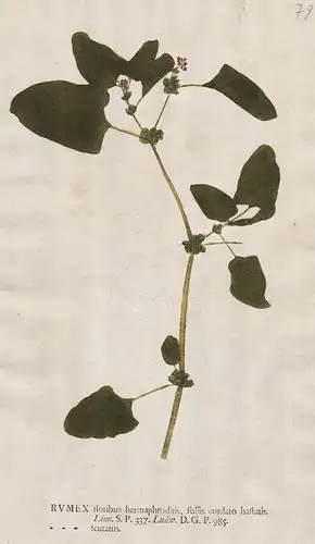 Rumex floribus ... scutatus - Schild-Ampfer French sorrel Blume flower Botanik botany botanical