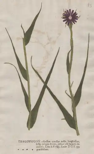 Tragopogon calycibus ... porrifolium - porrifolius Haferwurzel Bocksbart salsify Blumen flower Botanik botany