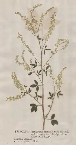 Trifolium leguminibus ... Melilotus - Gelber Steinklee Klee clover yellow melilot Blumen flower Botanik botany