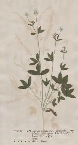 Trifolium capitulis ... repens, album officin - Weißklee Klee clover Blumen flower Botanik botany botanical