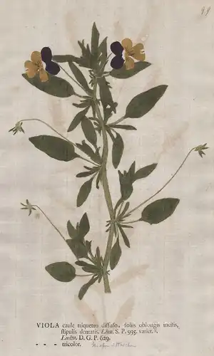 Viola caule ... tricolor - Wildes Stiefmütterchen Veilchen heartsease pansy flower Botanik botany botanical
