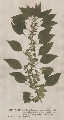 Acalypha inuolucris ... virginica - Brennkraut Virginia-Kupferblatt copperleaf flower Botanik botany botanical