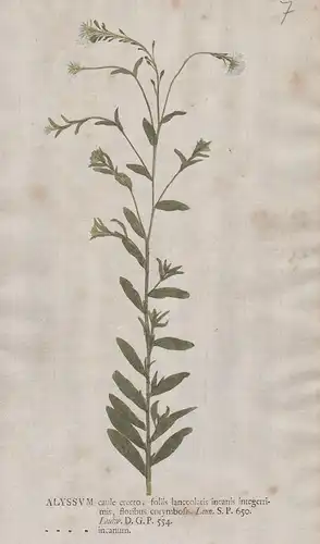 Alyssum caule ... incanum - Steinkraut Graukresse Berteroa incana Blume flower Botanik botany botanical