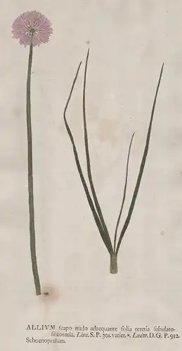Allium scapo ... schoenoprasum - Schnittlauch Lauch Blume flower Botanik botany botanical