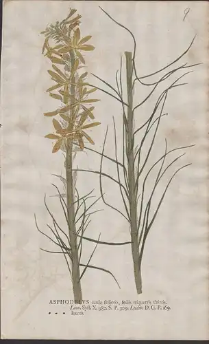Asphodelus caule ... luteus - Gelber Affodill Asphodelus lutea Goldwurz Lilie lily Blume flower Botanik botany