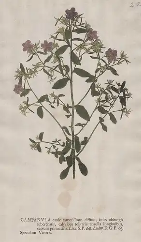 Campanula caule ... Speculum Veneris - Venusspiegel Triodanis perfoliata Glockenblumen clasping bellflowers Bl