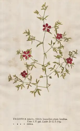Fagonia spinosa ... cretica - Kretische Fagonie Kreta Virgin's Mantle Blume flower Botanik botany botanical