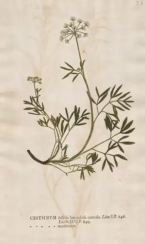 Crithmum foliolis ... maritimum - Meerfenchel Fenchel Meerdisteln rock samphire fennel Blume flower Botanik bo