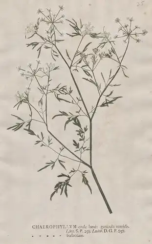 Chaerophyllum caule ... bulbosum - Knolliger Kälberkropf chervil Kerbelrübe Blume flower Botanik botany botani
