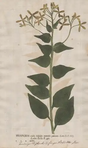 Hesperis caule ... tristis - Trauer-Nachtviole dames-wort gilliflower Blumen flower Botanik botany botanical