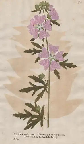 Malva caule erecto ... Alcea - Rosen-Malve Siegmarswurz Malve Malva mallow Blumen flower Botanik botany botani