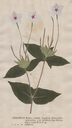 Mirabilis floribus ... longiflora -  Wunderblume sweet four o'clock Blumen flower Botanik botany botanical