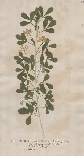 Medicago leguminibus ... arborea - Strauch-Schneckenklee moon trefoil Klee clover Blumen flower Botanik botany