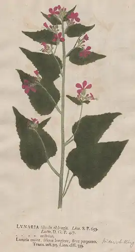 Lunaria filiculis ...  - Silberblatt Gartensilberblatt honesty Blumen flower Botanik botany botanical