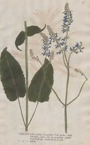 Salvia foliis ... nutans - Nickender Salbei nodding sage Blumen flower Botanik botany botanical