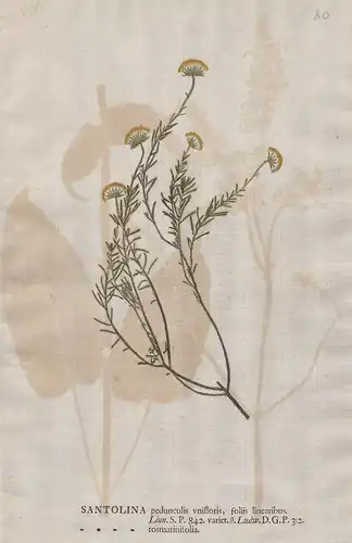 Santolina pedunculis ... rosmarinifolia - Heiligenblume holy flax Blumen flower Botanik botany botanical