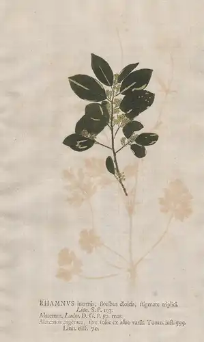 Rhamnus inermis ... Alaternus -  Stechpalmen-Kreuzdorn Kreuzdorn buckthorn Blumen flower Botanik botany botani