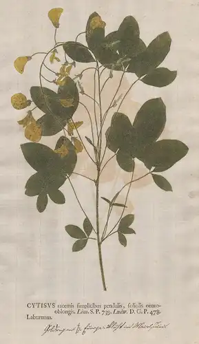 Cytisus racemis ...Laburnum - Goldregen golden chain Blumen flower Botanik botany botanical