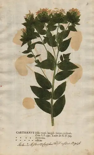 Carthamus foliis ouatis ... - Färberdistel Safflower Distel thistle Saflor Öldistel Blumen flower Botanik bota