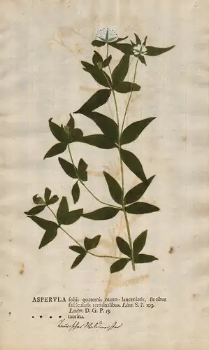 Asperula foliis ...taurina - Turin-Meier Turiner Waldmeister Blumen flower Botanik botany botanical