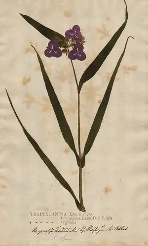 Tradescantia ... Ephemerum virginiana - Dreimasterblume inchplant spiderwort Gottesaugen Blumen flower Botanik