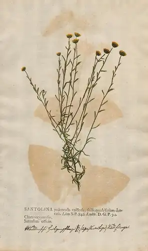 Santolina peduculis ...  - Heiligenkraut Blumen flower Botanik botany botanical
