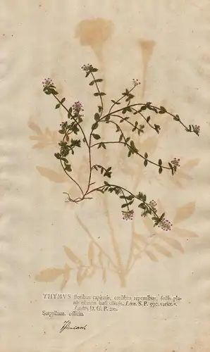 Thymus floribus ...Serpyllum officin - Thymian thyme Sand-Thymian Feldthymian Blumen flower Botanik botany bot