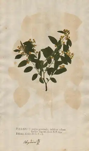 Salvia foliis jaftato ...  - Salbei Blumen flower Botanik botany botanical