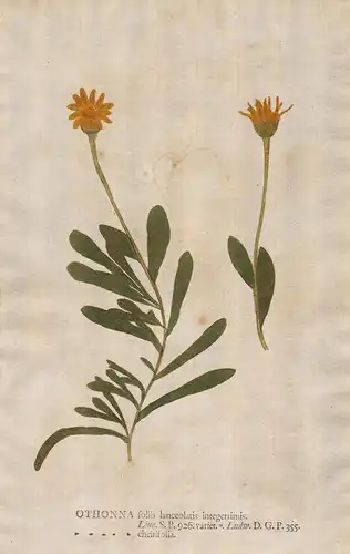 Othonna foliis ... cheirifolia  - Blumen flower Botanik botany botanical