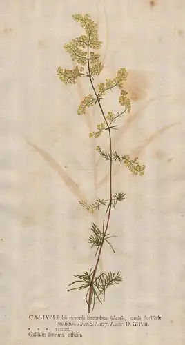 Galium foliis octonis  ... - Labkräuter bedstraw Labkraut Blumen flower Botanik botany botanical