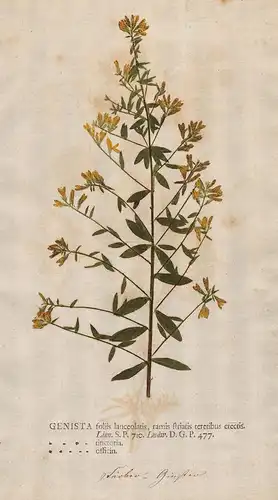 Genista foliis lanceolatis  ... - Ginster broom Brambusch Blumen flower Botanik botany botanical