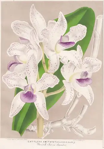 Cattleya Amethystoglossa - Südamerika South America Orchid Orchidee flower flowers Blume Blumen Botanik Botani