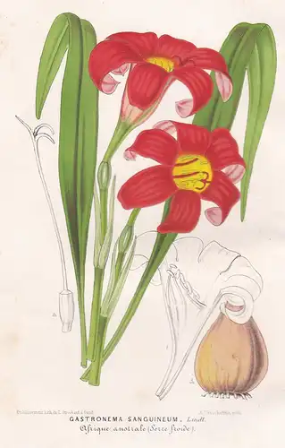 Gastronema Sanguineum - Storchschnabel flower flowers Blume Blumen Botanik Botanical Botany