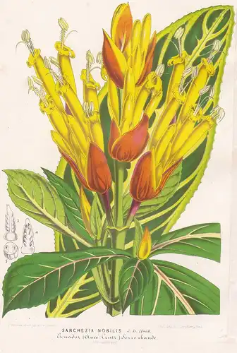 Sanchezia Nobilis - Feuerfinger South America Südamerika Acanthaceae flower flowers Blume Blumen Botanik Botan