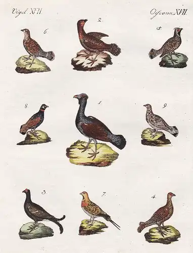 Vögel XVII / Oiseaux XVII - Waldhühner verschiedener Art - Der Auerhahn - Die Auerhenne - Der Birkhahn - Das g