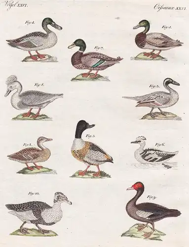 Vögel XXVI / Oiseaux XXVI - Die gemeine wilde Ente - Die Fasan-Ente - Die Löffel-Ente - Die Scharr-Ente - Die