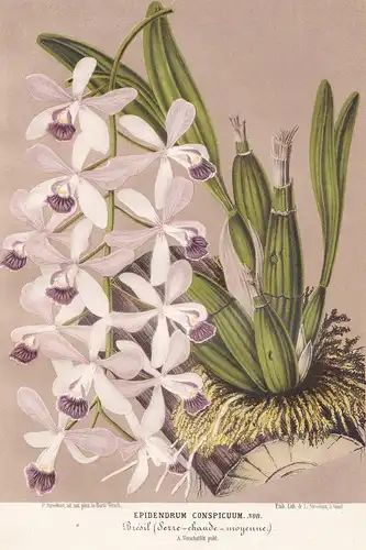 Epidendrum Conspicuum - orchid Orchidee flower flowers Blume Blumen Botanik Botanical Botany