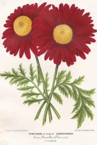Pyrethrum souvenir de Vandervinnen - flower flowers Blume Blumen Botanik Botanical Botany