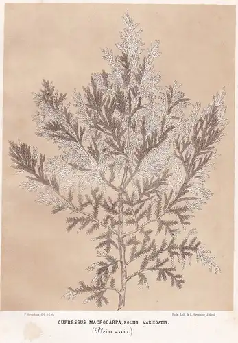 Cupressus Macrocarpa, foliis Variegatis - Monterey-Zypresse flower flowers Blume Blumen Botanik Botanical Bota