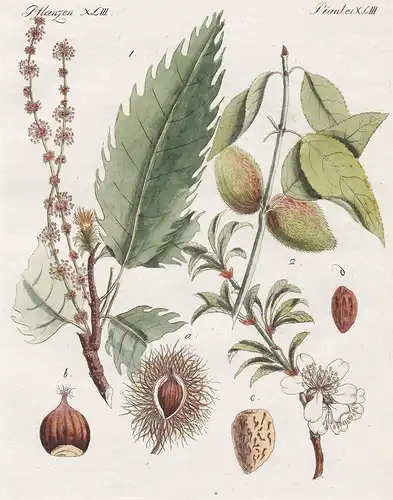 Pflanzen XLIII / Plantes XLIII - Der Kastanienbaum - Der Mandelbaum - Kastanie Mandel Mandeln chestnut tree ch