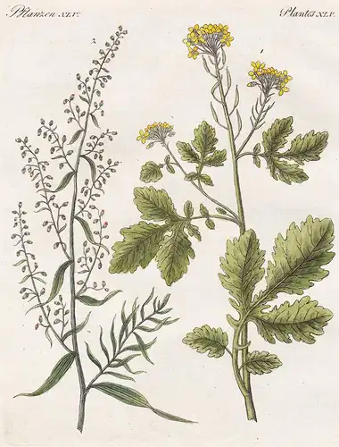 Pflanzen XLV / Plantes XLV Der Senf - Der Dragun - Senf Sinapis Artemisia dracunculus mustard Estragon tarrago