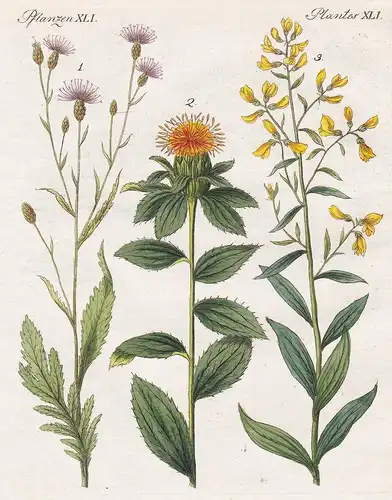 Pflanzen XLI / Plantes XLI - Färber-Scharte - Saflor - Färber-Ginster - Farbe-Pflanzen Scharte Serratula Plume