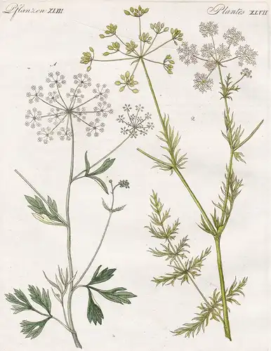 Pflanzen XLVII / Plantes XLVII - Der Anis - Der Kümmel - Anis anise Kümmel cumin caraway Gewürze Kräuter herbs