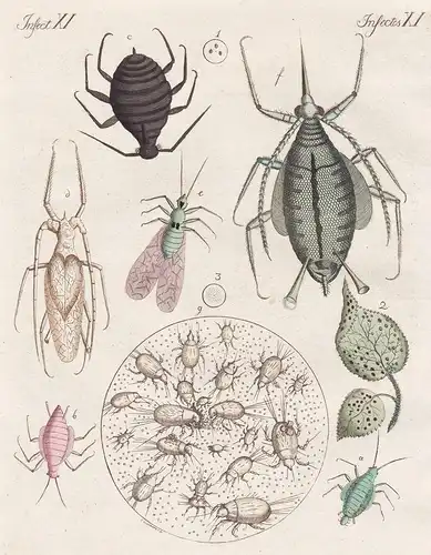Insecten XI / Insectes XI - Die Blattlaus - Die Mehl und Käfermilbe - Milbe mite Laus Läuse Blattläuse louse I