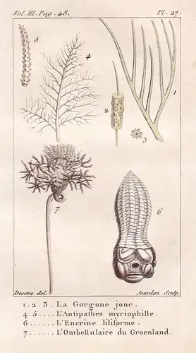 La Gorgone jonc - L'Antipathes myriophille - ... - Antipathes Sertularia Blumentiere Nesseltiere Cnidaria Kora