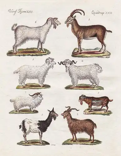 Vierf. Thiere XXVI / Quadruped. XXVI - Der Steinbock - Die Haus-Ziege - Die angorische Ziege - Die Mamber-Zieg