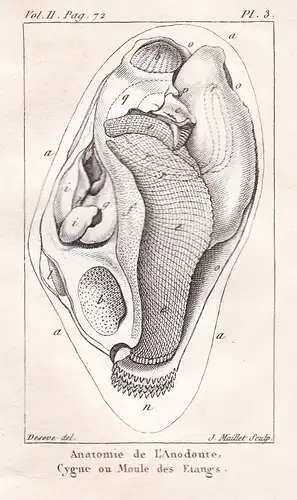 Anatomie de L'Anodonte - Teichmuscheln Anodonta Weichtiere Muscheln seashell shell coquille moule Fruits de me