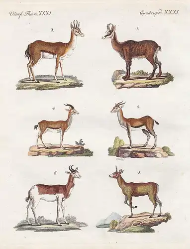 Vierf. Thiere XXXI / Quadruped. XXXI - Die Gemse - Die gemeine Gazelle - Die Korinne - Der Kevell - Der Klipps